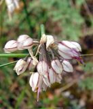 Allium oreoprasum