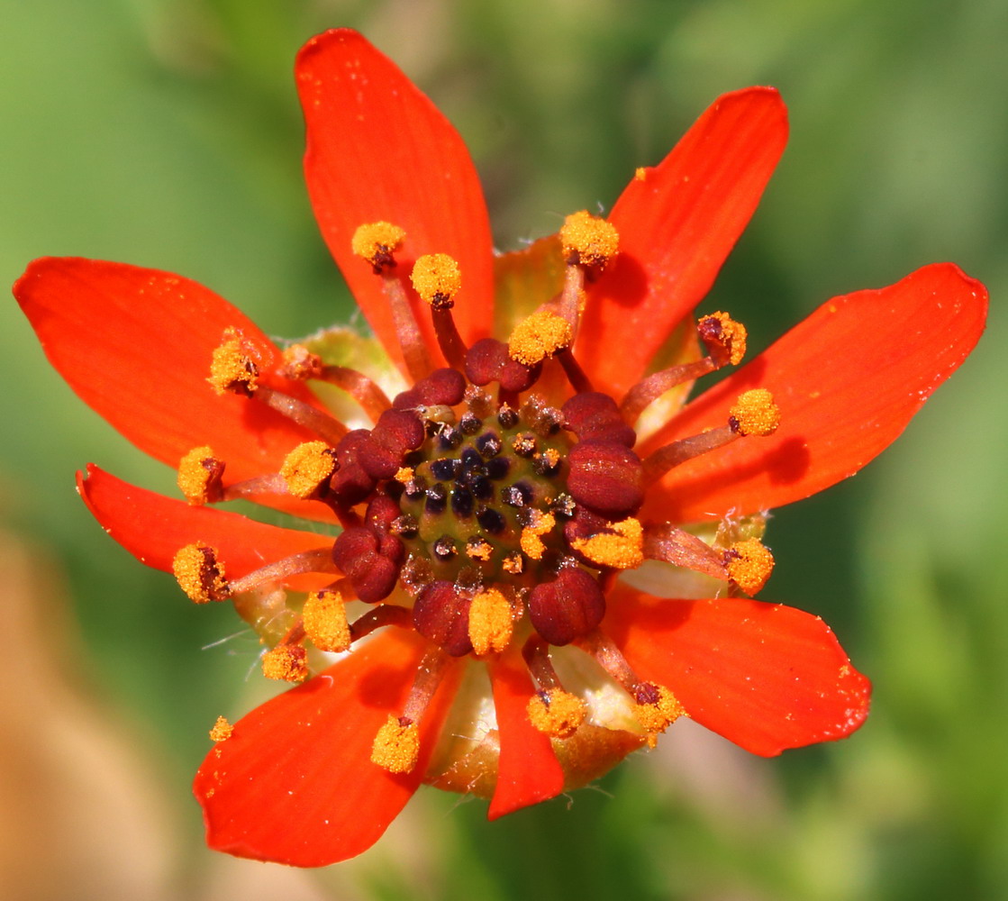 Адонис пламенный (Adonis flammea)