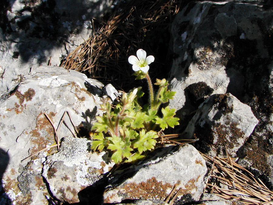 Изображение особи Saxifraga irrigua.