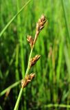 Carex mackenziei. Верхушка побега с соплодиями. Архангельская обл., Приморский р-н, окр. дер. Солза, побережье Белого моря, в реке близ устья. 08.07.2013.