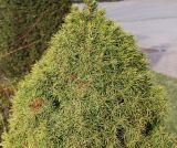 Picea glauca