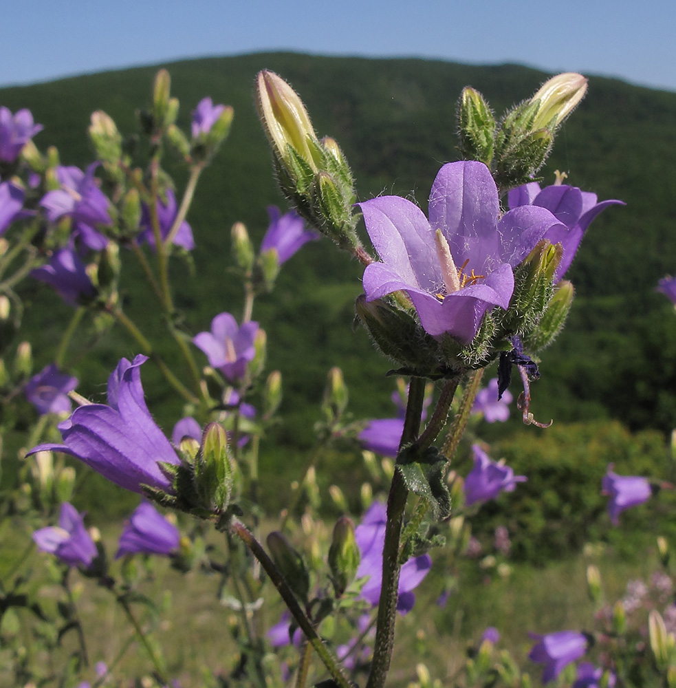 Изображение особи Campanula komarovii.