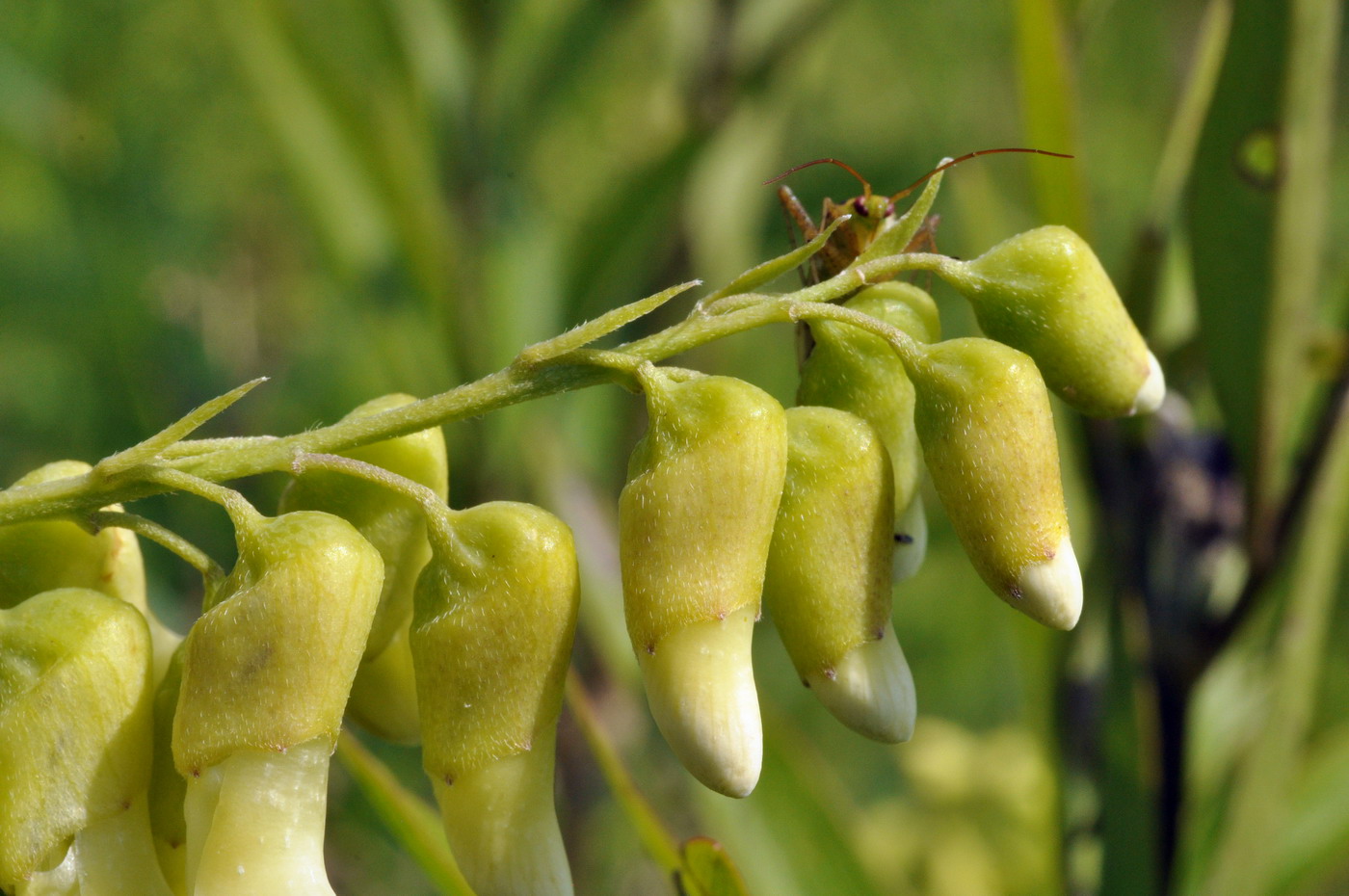 Изображение особи Sophora flavescens.