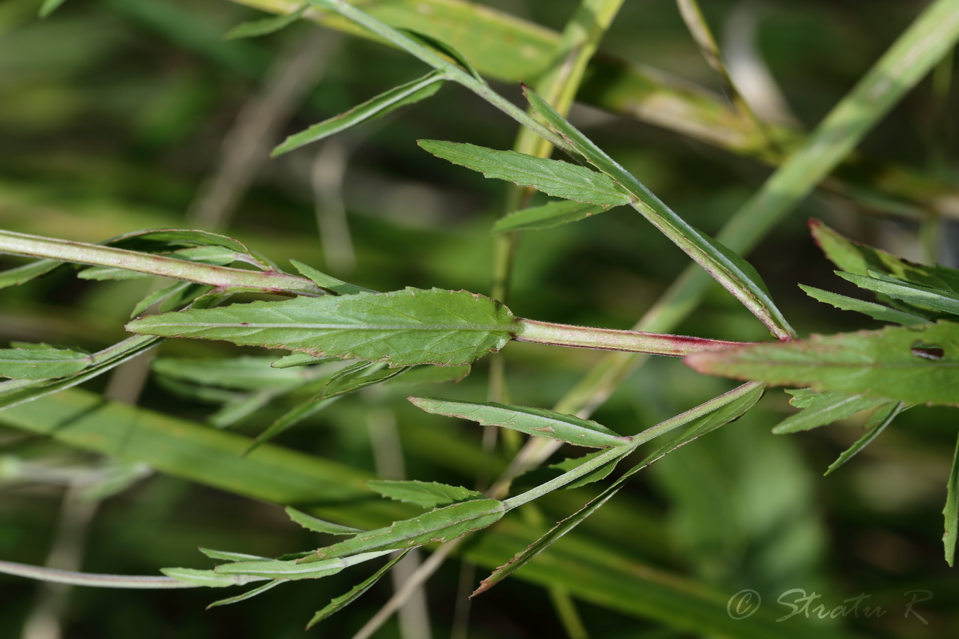 Изображение особи Epilobium tetragonum.