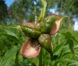 Paeonia anomala