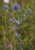 Eryngium planum. Верхушка цветущего растения. Респ. Чувашия, Мариинско-Посадский р-н, окр. дер. Шульгино, сухой остепнённый луг. 11.07.2015.