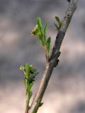 Lepidium densiflorum. Часть побега. Челябинская обл., окр. г. Челябинск, Золотая горка, берёзовый лес, обочина дороги. 24.08.2015.