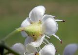 Crataegus pentagyna. Цветок (вид со стороны чашечки). Республика Адыгея, г. Майкоп, южная окраина города, поляна у дубово-грабово-букового леса. 14.05.2016.