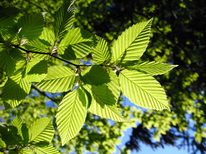 Изображение особи Carpinus betulus.