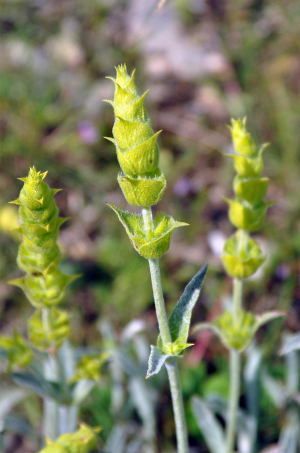 Изображение особи Sideritis catillaris.