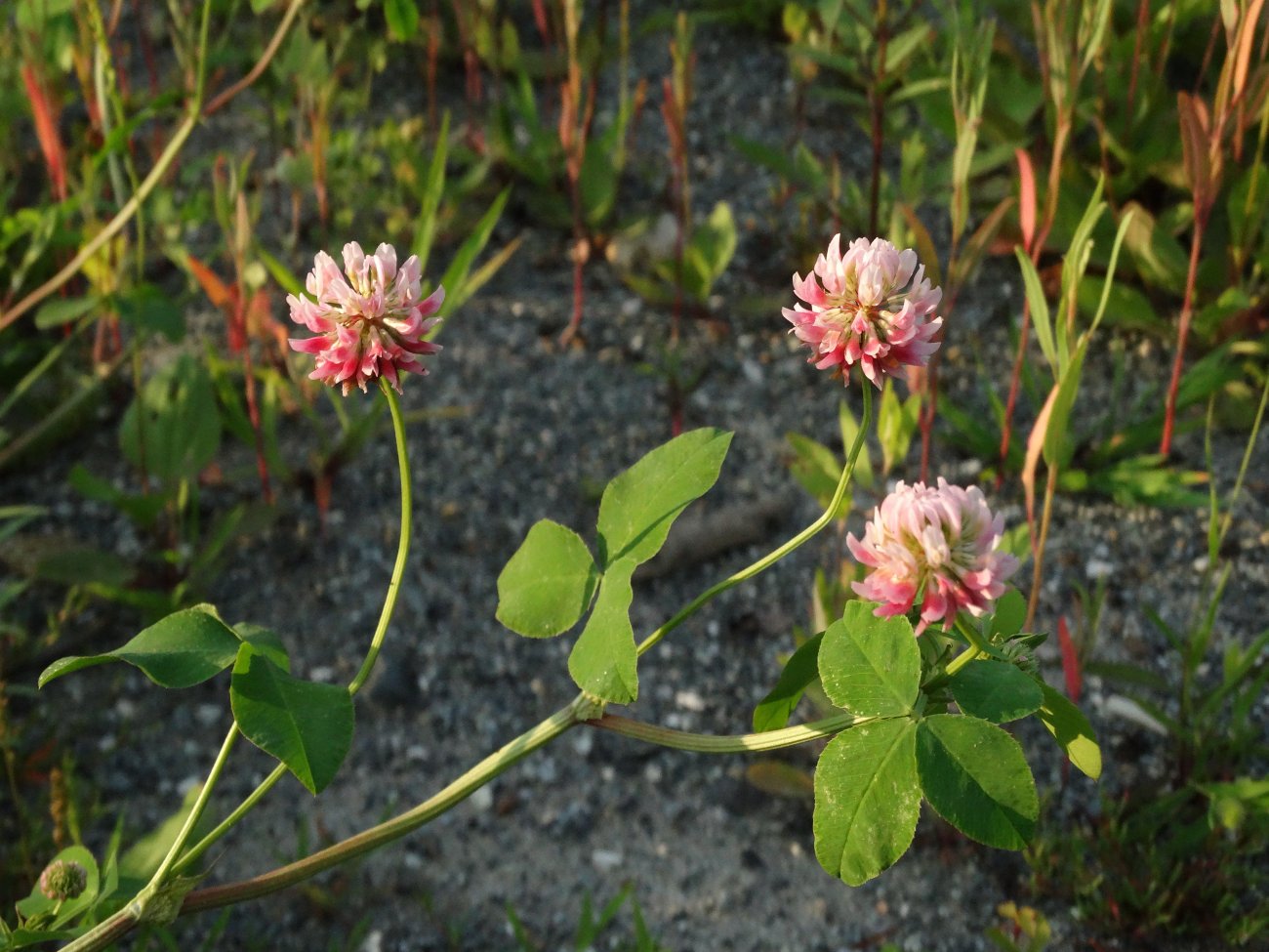 Изображение особи Trifolium hybridum.