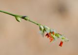 Panicum turgidum. Соцветие. Израиль, г. Эйлат, территория гостиницы \"Орхидея\", газон, сорное. 12.10.2016.