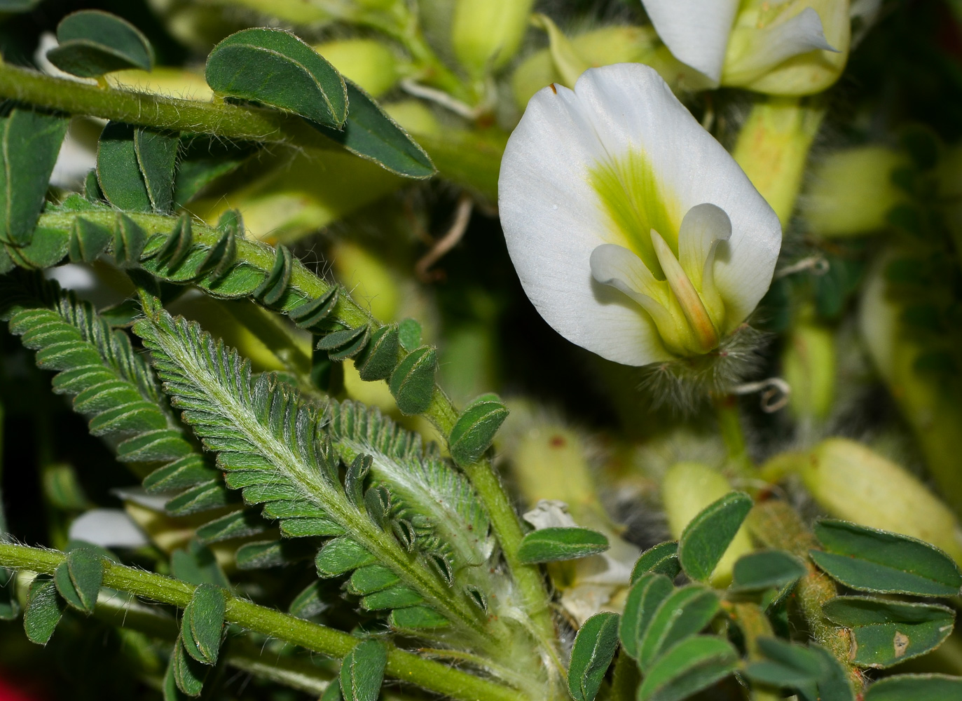Изображение особи Astragalus aleppicus.