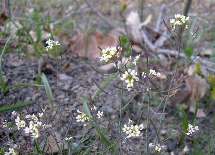 Изображение особи Arabidopsis thaliana.