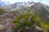 Chamaenerion colchicum. Цветущее растение. Кабардино-Балкария, долина реки Азау, южный склон Эльбруса, обочина дороги, ведущая к Терскольской обсерватории. 20 августа 2009 г.