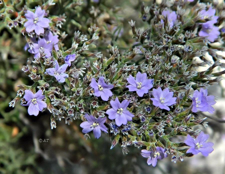 Изображение особи род Limonium.