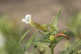 Gratiola officinalis