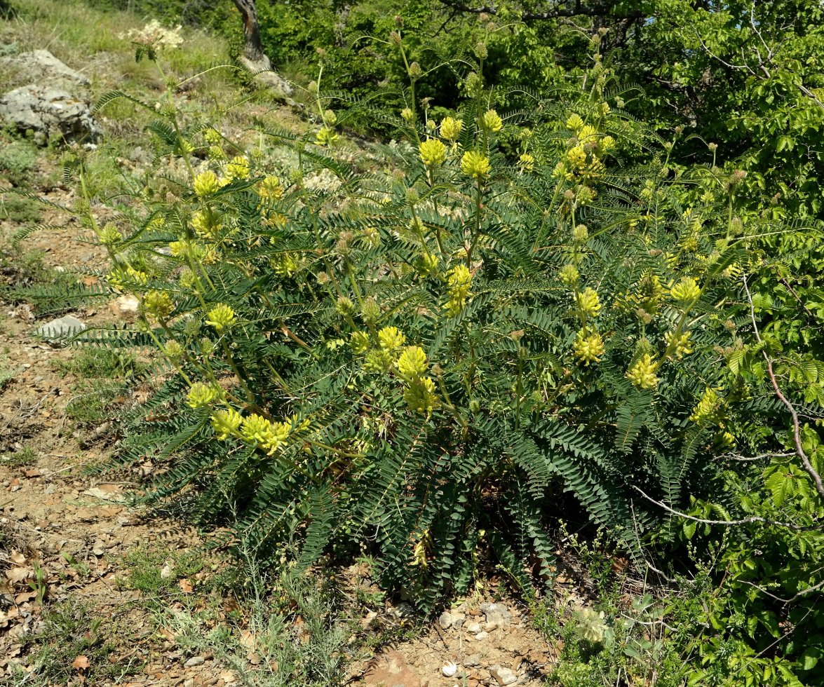 Изображение особи Astragalus ponticus.