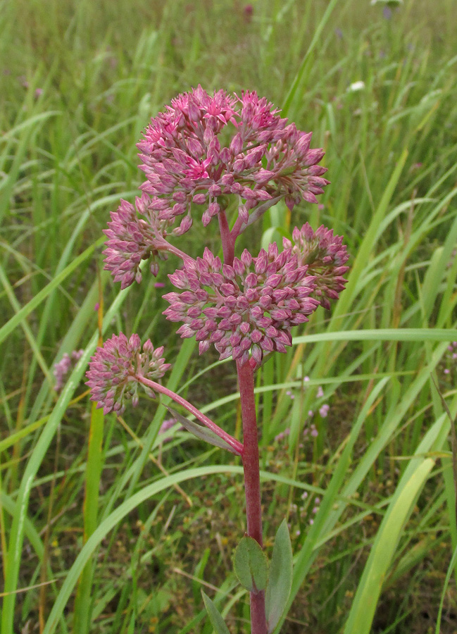 Изображение особи Hylotelephium triphyllum.