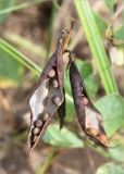 Lathyrus japonicus подвид pubescens. Вскрывшиеся плоды с семенами. Ленинградская обл., Ломоносовский р-н, окр. дер. Кандикюля, берег Финского залива, песчаный пляж. 13.08.2017.