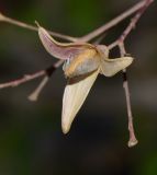 Fouquieria macdougalii