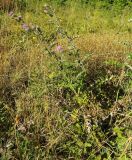 Cirsium laniflorum