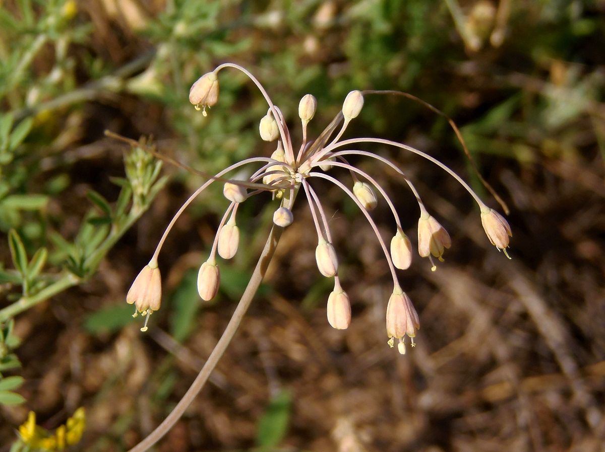 Изображение особи Allium paczoskianum.