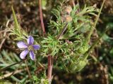 Erodium stephanianum. Верхушка цветущего растения. Иркутская обл., Черемховский р-н, окр. с. Узкий Луг, высокий берег р. Белая, луг. 08.09.2016.