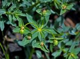 Euphorbia mongolica. Верхушка побега с отцветающим соцветием с завязавшимися плодами и кормящимся клопом. Монголия, аймак Архангай, вулкан Хэрийин, ≈ 2200 м н.у.м., осыпающийся каменистый склон. 06.06.2017.