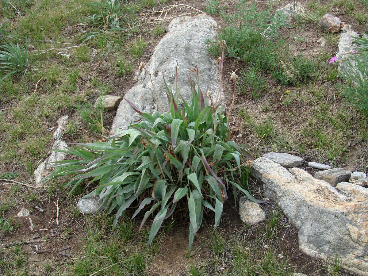 Изображение особи Scorzonera glabra.