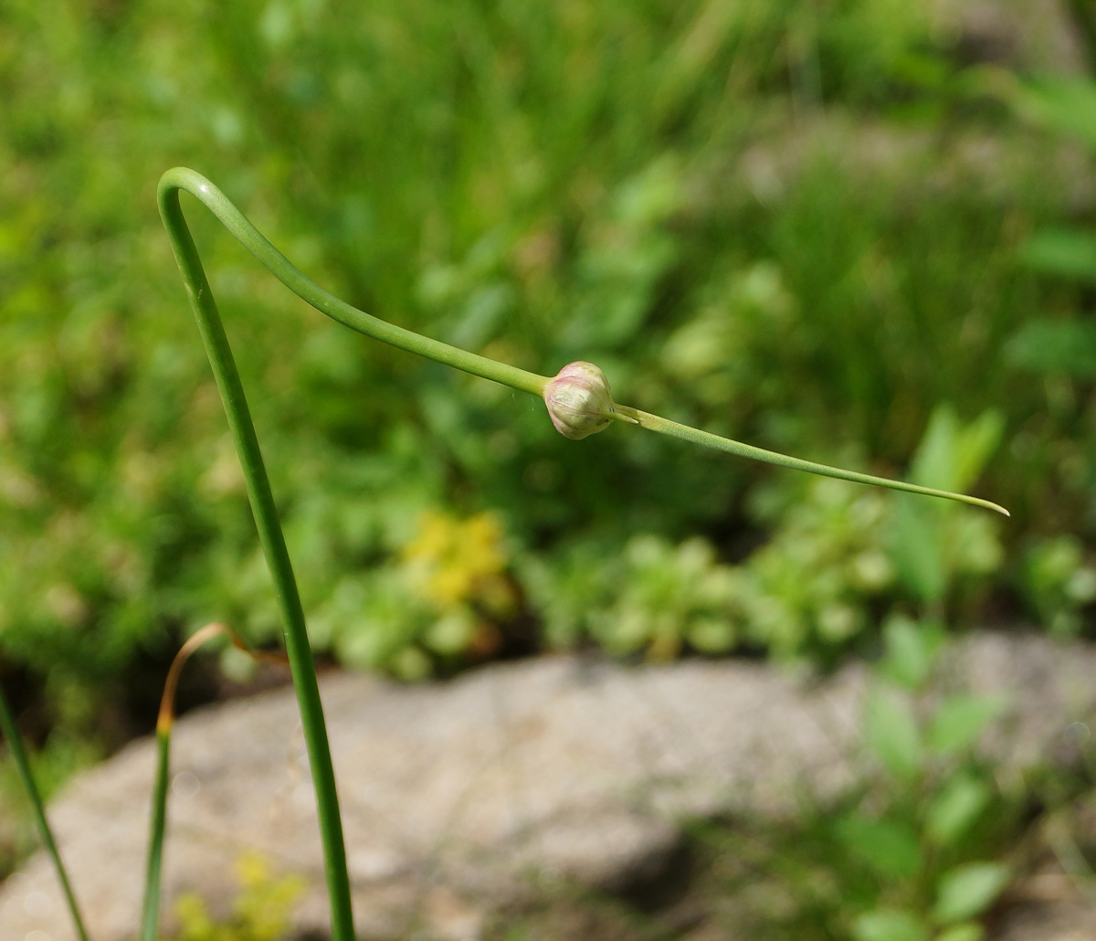 Image of Allium montanostepposum specimen.