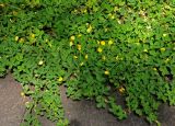 Arachis pintoi