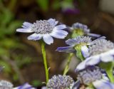 Pericallis hybrida. Соцветие. Пермский край, г. Пермь, Свердловский р-н, в озеленении двора. 24 мая 2018 г.