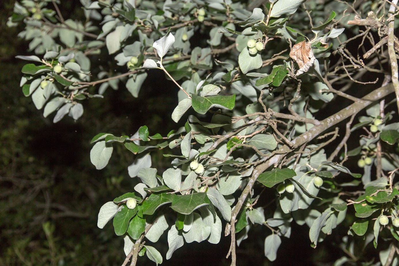 Изображение особи Styrax officinalis.