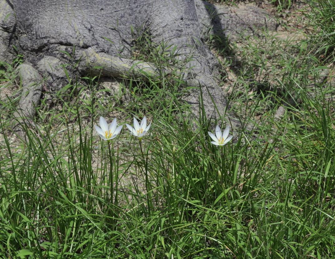 Изображение особи Zephyranthes candida.