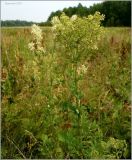 Thalictrum flavum. Цветущее и плодоносящее растение. Чувашия, окр. г. Шумерля, Кумашкинский заказник, Соколова поляна. 11 июля 2010 г.