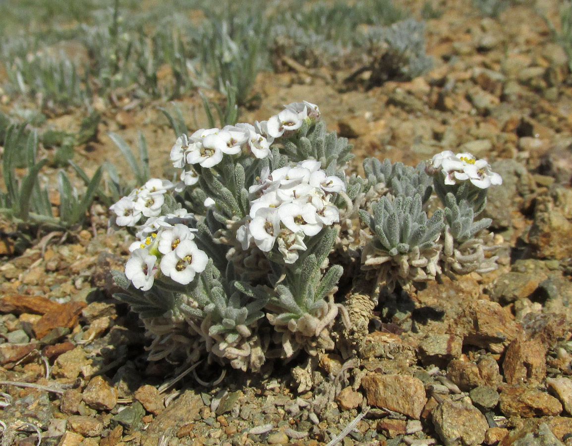 Изображение особи Ptilotrichum canescens.