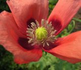 Papaver somniferum