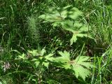 Aconitum septentrionale