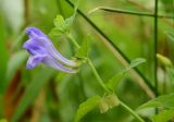 Scutellaria galericulata