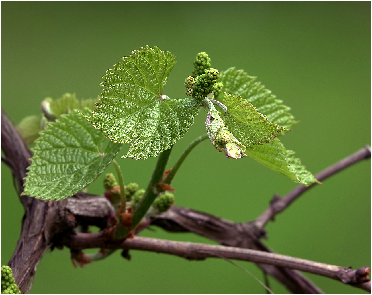 Изображение особи род Vitis.