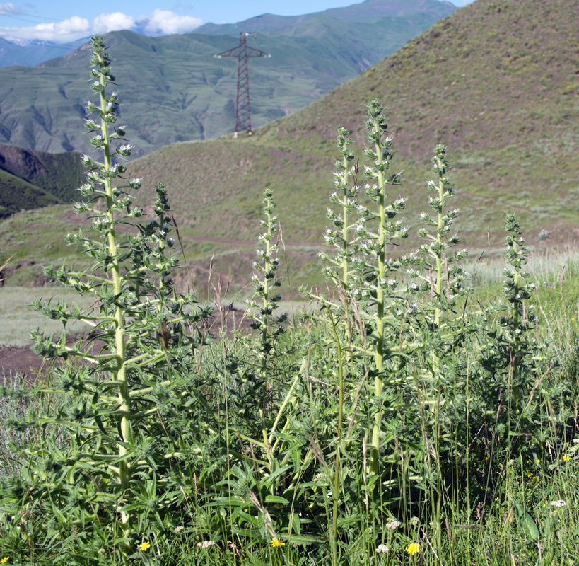 Изображение особи Echium biebersteinii.