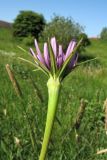 Tragopogon porrifolius. Верхушка побега с соцветием-корзинкой. Нидерланды, провинция Гронинген (Groningen), Гронинген (Groningen), в посевах зерновых. 25 мая 2011 г.