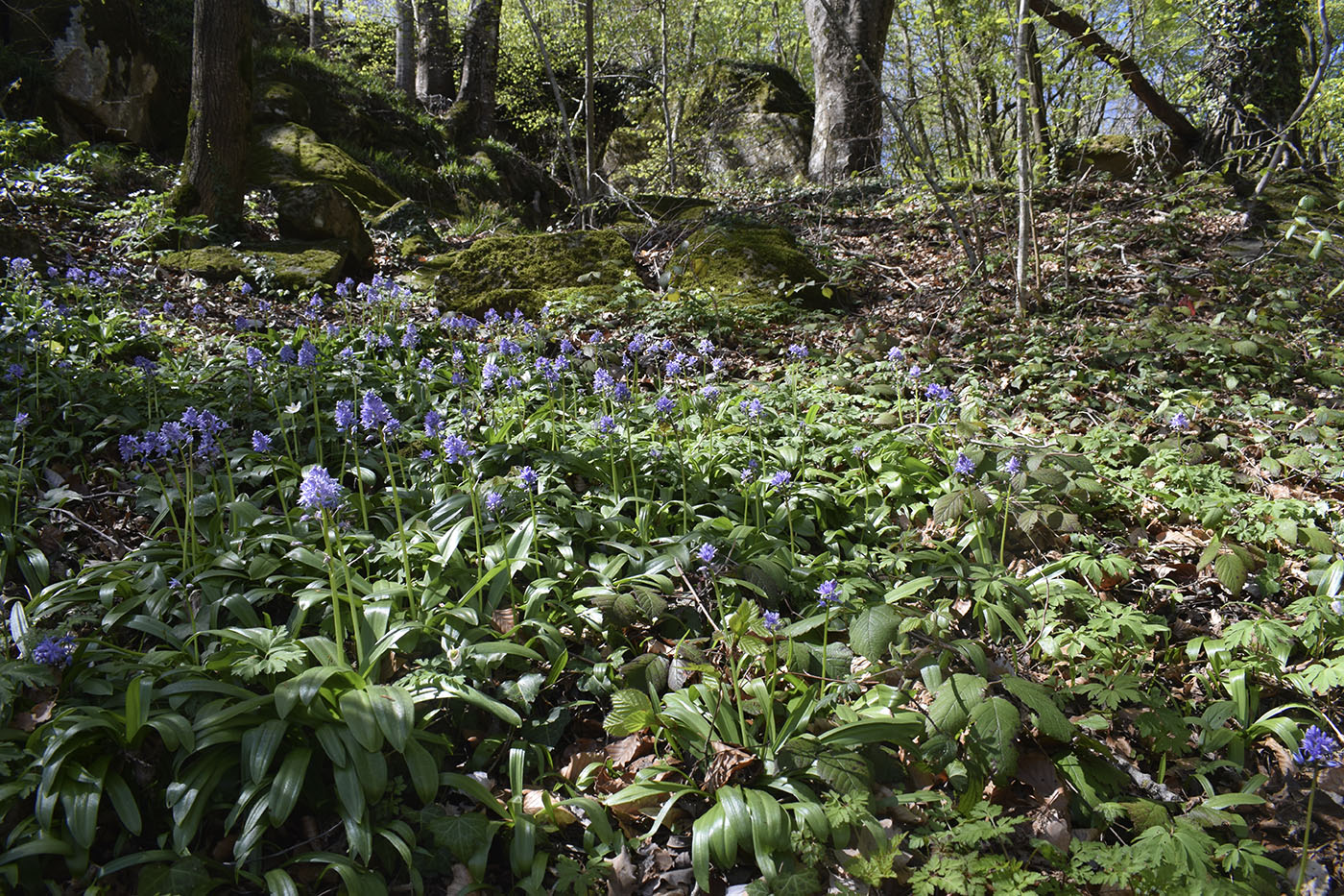 Изображение особи Scilla lilio-hyacinthus.