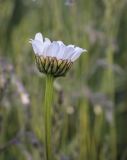 Leucanthemum vulgare