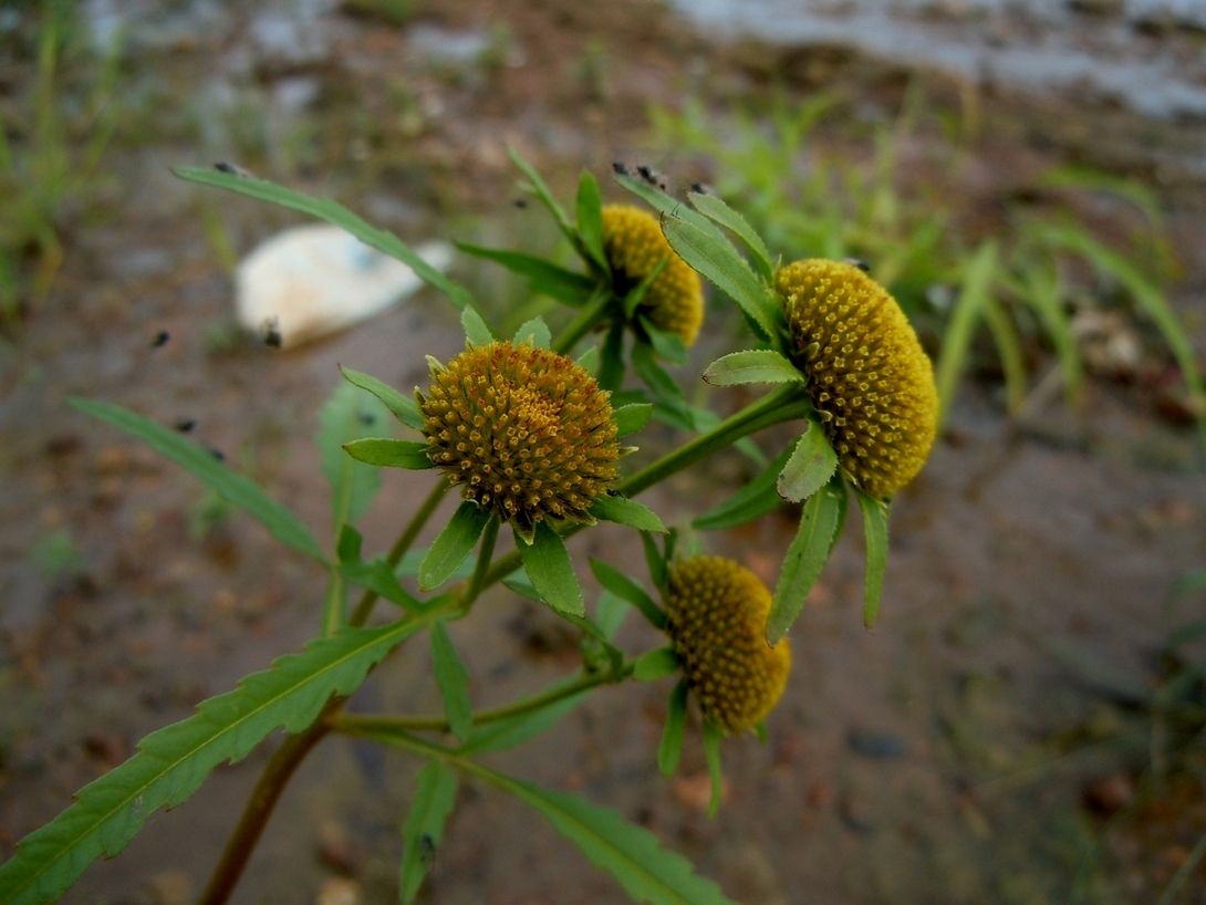 Изображение особи Bidens radiata.