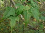 Acer ginnala