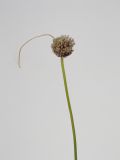 Allium sativum