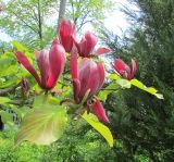 genus Magnolia. Цветки и листья ('Den Pobedy'). Московская обл., Щёлковский р-н, в культуре. 28 мая 2020 г.