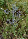 Eryngium planum. Цветущее растение. Оренбургская обл., Кувандыкский гор. округ, заповедник \"Шайтан-Тау\", долина р. Сакмара, луг. 05.07.2023.